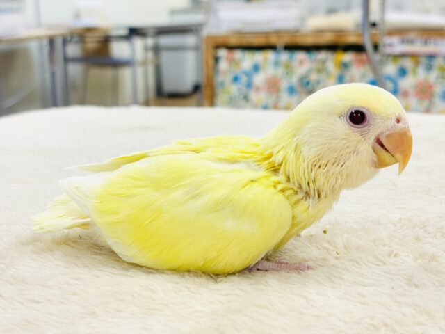 コザクラインコ（小桜インコ）