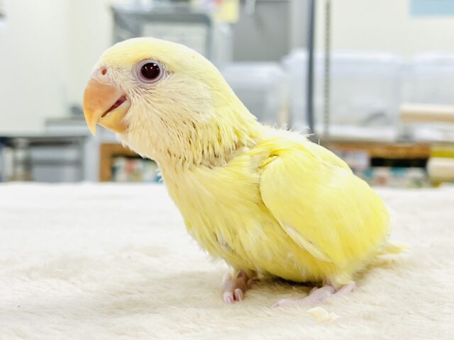 コザクラインコ（小桜インコ）