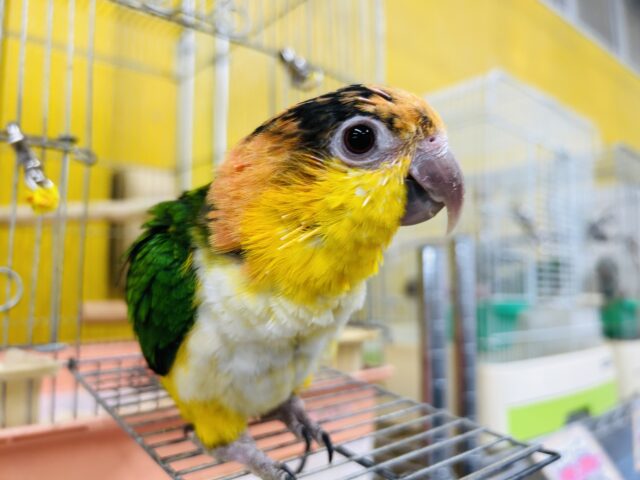 インコ界のエンターテイナー⁉⁉🔥🔥🔥 シロハラインコ シロハラインコ