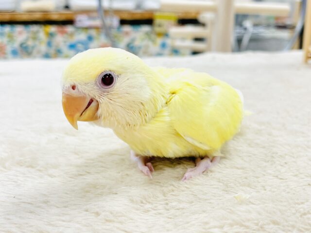 コザクラインコ（小桜インコ）