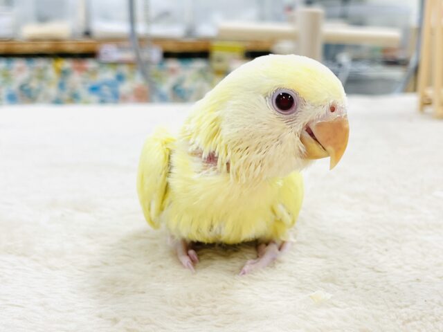 コザクラインコ（小桜インコ）