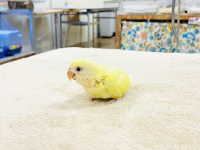 コザクラインコ（小桜インコ）