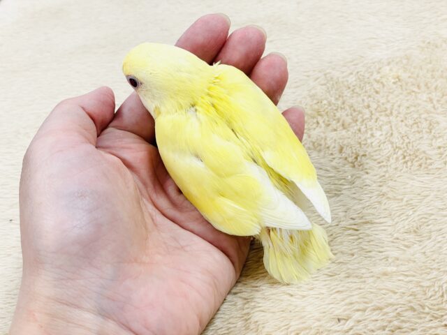 コザクラインコ（小桜インコ）