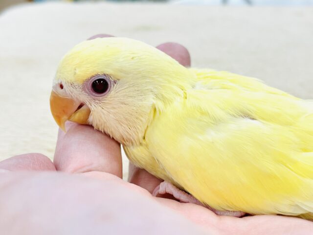 コザクラインコ（小桜インコ）
