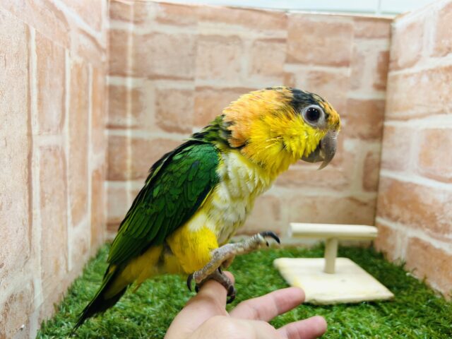 インコ界のエンターテイナー⁉⁉🔥🔥🔥 シロハラインコ シロハラインコ