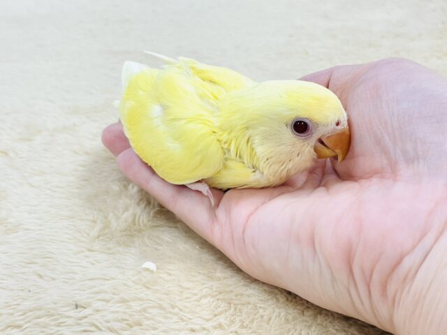 コザクラインコ（小桜インコ）