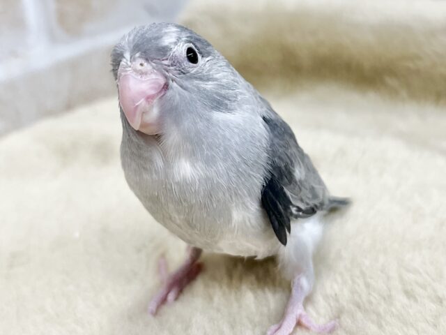 シックでクール🩶🖤✨　マメルリハ（モーブパイド）