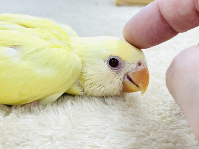 コザクラインコ（小桜インコ）
