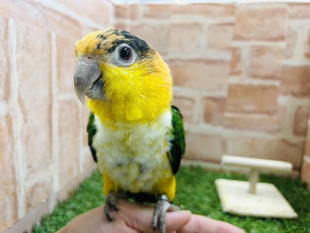 インコ界のエンターテイナー⁉⁉🔥🔥🔥 シロハラインコ シロハラインコ