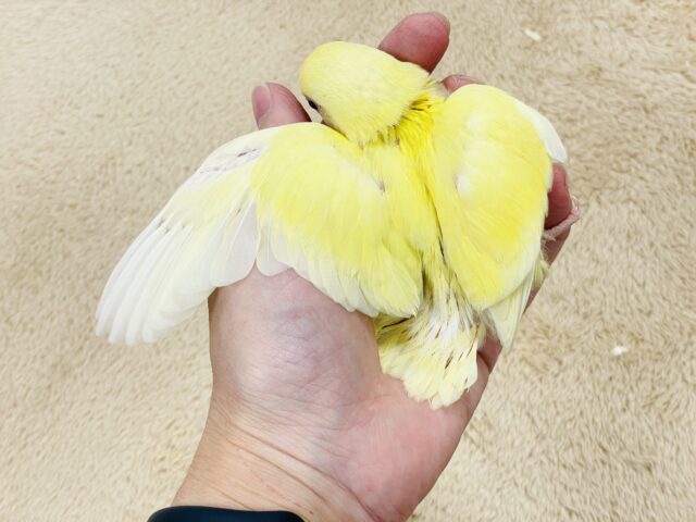 コザクラインコ（小桜インコ）