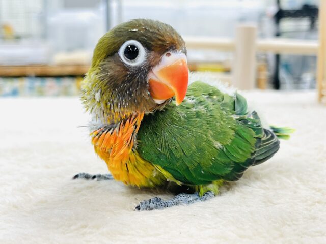 キエリボタンインコ
