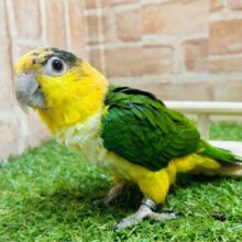 インコ界のエンターテイナー⁉⁉🔥🔥🔥　シロハラインコ