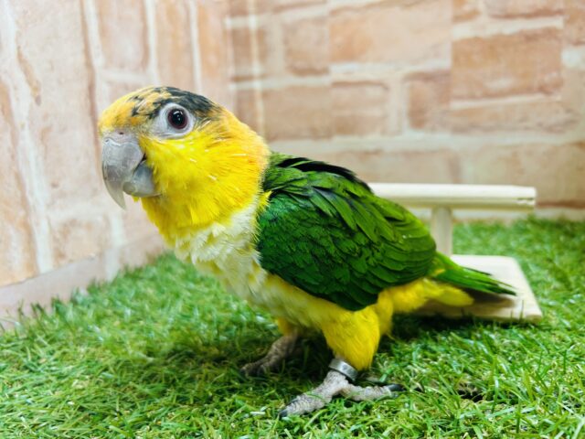 インコ界のエンターテイナー⁉⁉🔥🔥🔥 シロハラインコ シロハラインコ