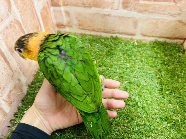 インコ界のエンターテイナー⁉⁉🔥🔥🔥 シロハラインコ シロハラインコ
