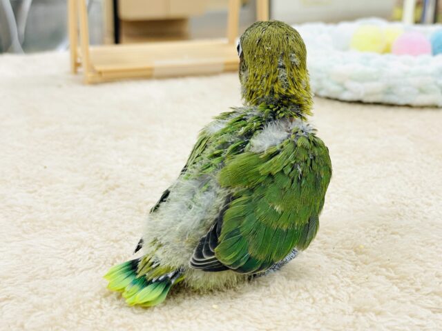 キエリボタンインコ