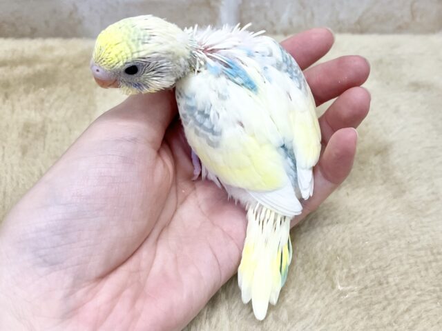 好奇心旺盛かも〜😆✨ セキセイインコ(パステルレインボーパイド) セキセイインコ