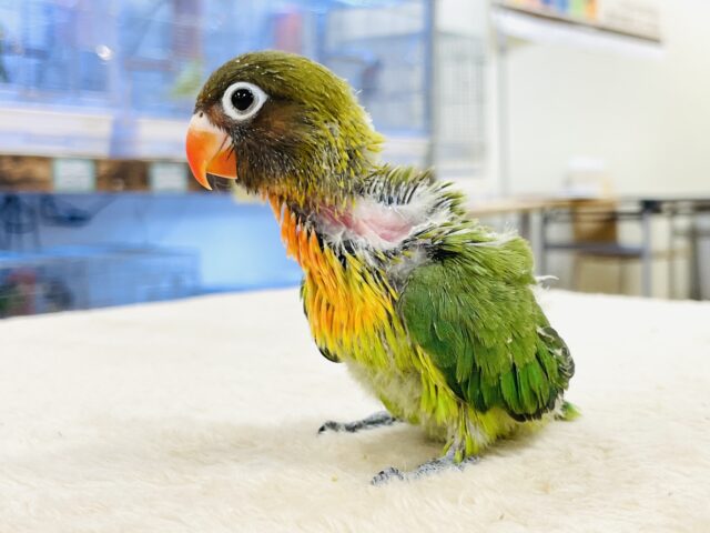 キエリボタンインコ