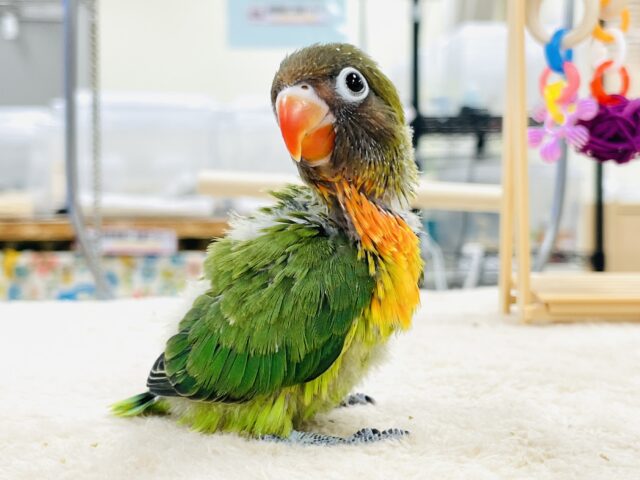 キエリボタンインコ