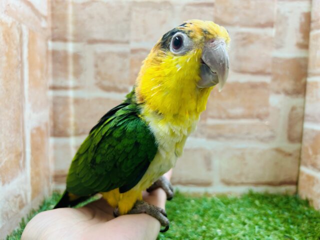 インコ界のエンターテイナー⁉⁉🔥🔥🔥 シロハラインコ シロハラインコ