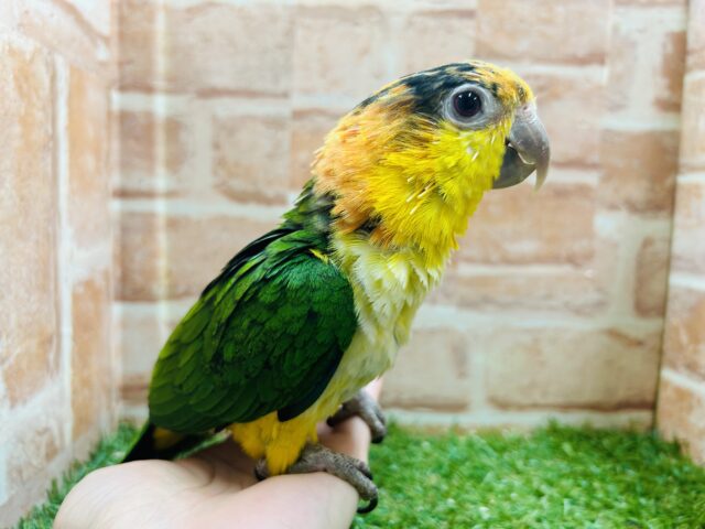 インコ界のエンターテイナー⁉⁉🔥🔥🔥 シロハラインコ シロハラインコ