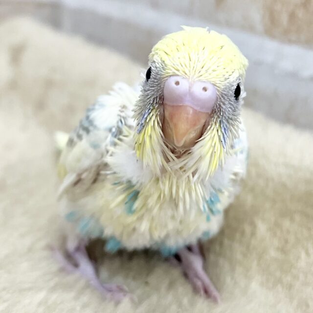 好奇心旺盛かも〜😆✨ セキセイインコ(パステルレインボーパイド) 好奇心旺盛かも〜😆✨ セキセイインコ(パステルレインボーパイド)