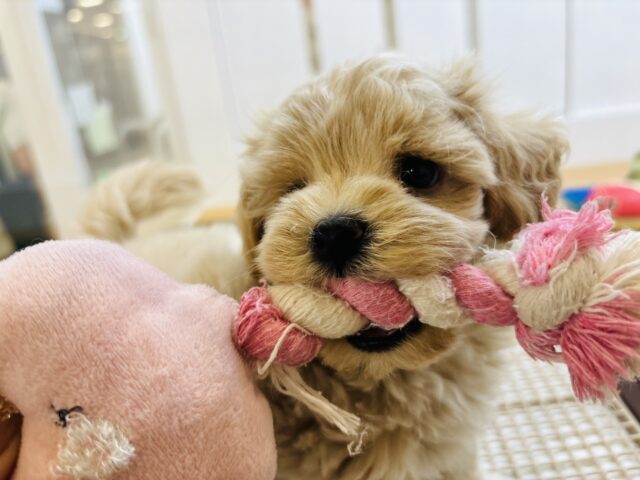 た〜〜くさん甘える準備はできてます♡マルプーくん! マルプー