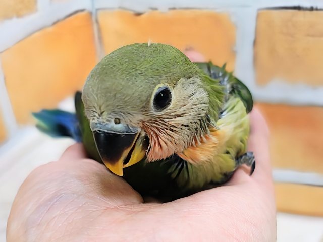 お顔が真っ赤に変身するよっ🔆コザクラインコのヒナ(ノーマル)入荷しました❤️ コザクラインコ(小桜インコ)
