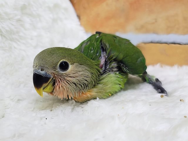 お顔が真っ赤に変身するよっ🔆コザクラインコのヒナ(ノーマル)入荷しました❤️ コザクラインコ(小桜インコ)