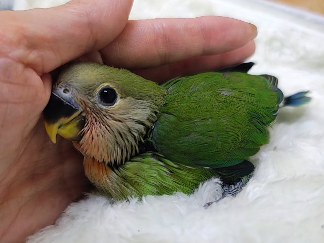 お顔が真っ赤に変身するよっ🔆コザクラインコのヒナ(ノーマル)入荷しました❤️ コザクラインコ(小桜インコ)