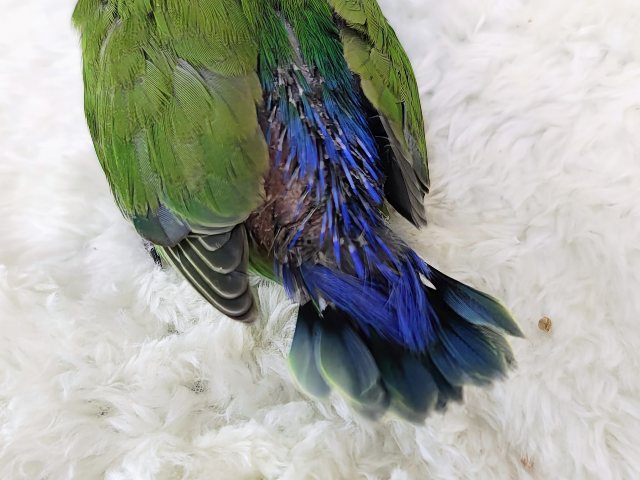 お顔が真っ赤に変身するよっ🔆コザクラインコのヒナ(ノーマル)入荷しました❤️ コザクラインコ(小桜インコ)