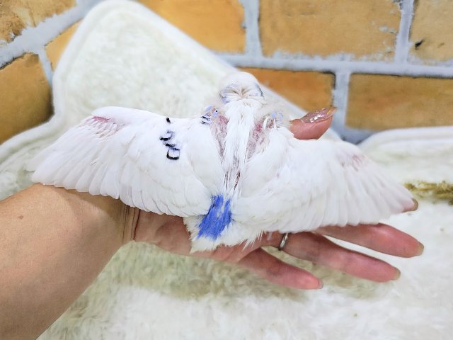 ほぼ白勝ち♡セキセイインコのヒナ(ブルーパイド)入荷しました セキセイインコ