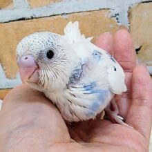 ほぼ白勝ち♡セキセイインコのヒナ(ブルーパイド)入荷しました