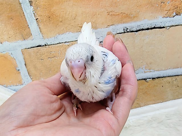 ほぼ白勝ち♡セキセイインコのヒナ(ブルーパイド)入荷しました セキセイインコ