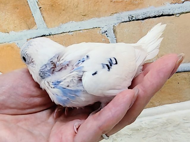 ほぼ白勝ち♡セキセイインコのヒナ(ブルーパイド)入荷しました セキセイインコ