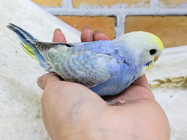 まだまだ赤ちゃんなの🍡セキセイインコのヒナ(レインボースパングル)入荷しました❤️ セキセイインコ