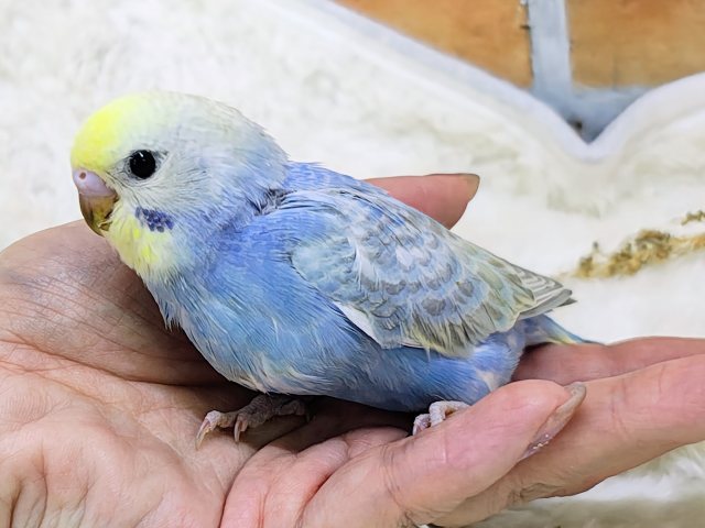 まだまだ赤ちゃんなの🍡セキセイインコのヒナ(レインボースパングル)入荷しました❤️ セキセイインコ