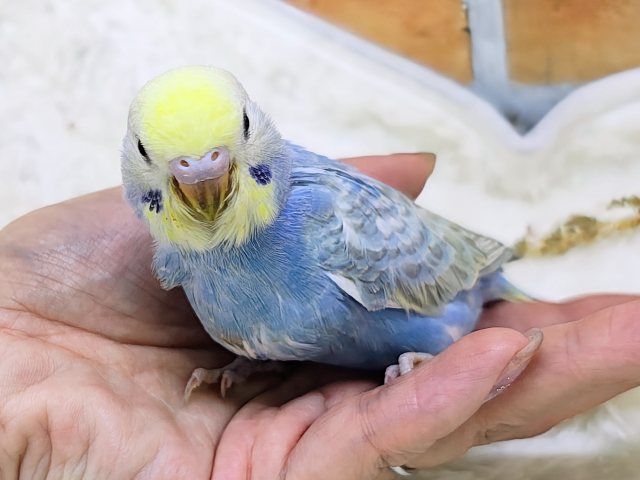 まだまだ赤ちゃんなの🍡セキセイインコのヒナ(レインボースパングル)入荷しました❤️ セキセイインコ