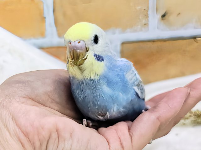 まだまだ赤ちゃんなの🍡セキセイインコのヒナ(レインボースパングル)入荷しました❤️ セキセイインコ