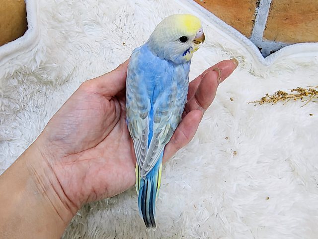 まだまだ赤ちゃんなの🍡セキセイインコのヒナ(レインボースパングル)入荷しました❤️ セキセイインコ