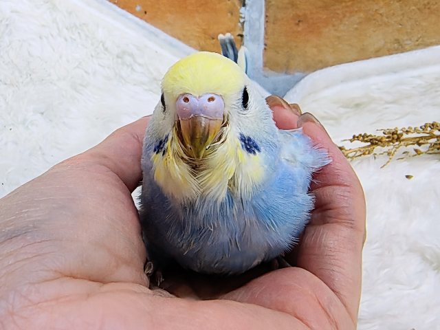 まだまだ赤ちゃんなの🍡セキセイインコのヒナ(レインボースパングル)入荷しました❤️ まだまだ赤ちゃんなの🍡セキセイインコのヒナ(レインボースパングル)入荷しました❤️