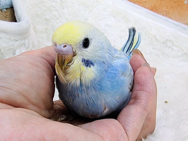 まだまだ赤ちゃんなの🍡セキセイインコのヒナ(レインボースパングル)入荷しました❤️ セキセイインコ