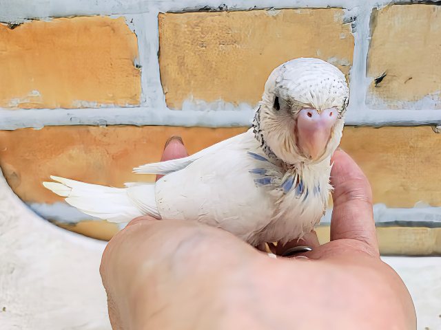 ほぼ白勝ち♡セキセイインコのヒナ(ブルーパイド)入荷しました セキセイインコ