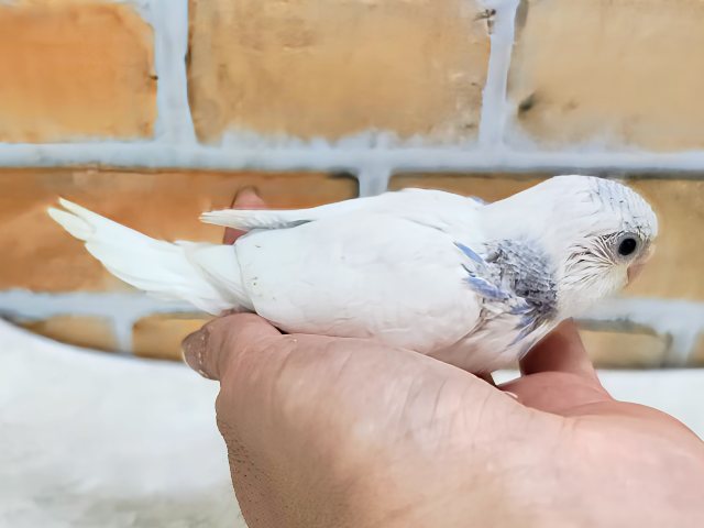 ほぼ白勝ち♡セキセイインコのヒナ(ブルーパイド)入荷しました セキセイインコ