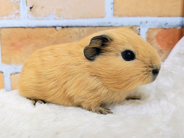 むちむち愛されボディのロシアンモルモット君入荷しました❤️ ロシアンモルモット