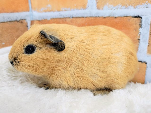 むちむち愛されボディのロシアンモルモット君入荷しました❤️ ロシアンモルモット