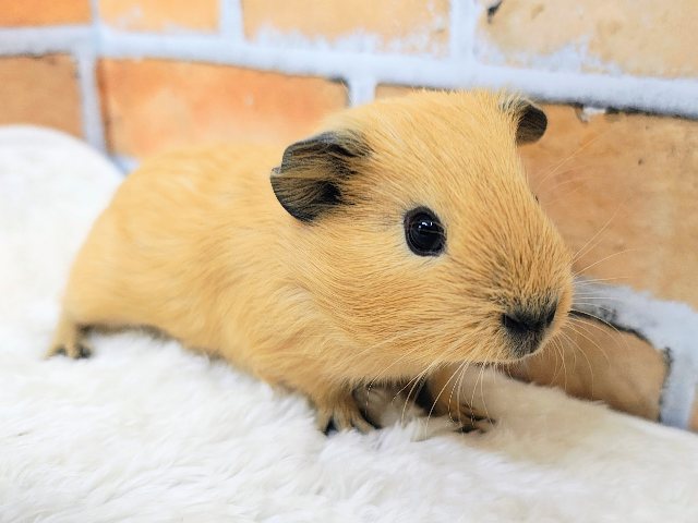 むちむち愛されボディのロシアンモルモット君入荷しました❤️ ロシアンモルモット