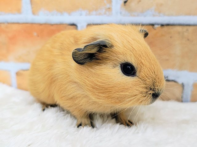 むちむち愛されボディのロシアンモルモット君入荷しました❤️ ロシアンモルモット