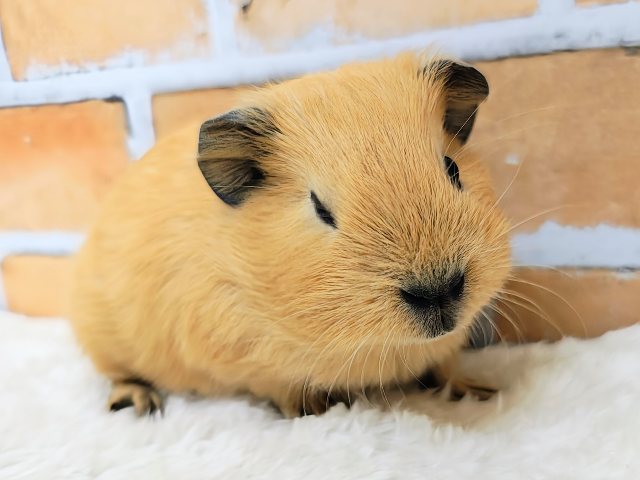 むちむち愛されボディのロシアンモルモット君入荷しました❤️