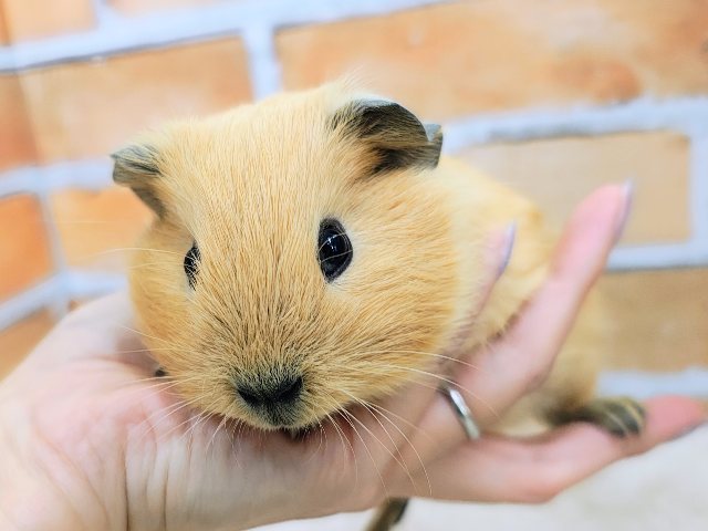 むちむち愛されボディのロシアンモルモット君入荷しました❤️ ロシアンモルモット