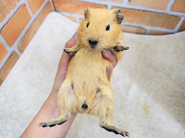 むちむち愛されボディのロシアンモルモット君入荷しました❤️ ロシアンモルモット